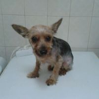 Nuestras mascotas!! - 2