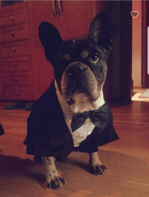 a mi frenchi no le cierra el traje!! - 1