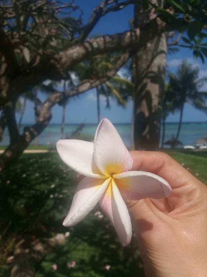 Isla Mauricio - 18