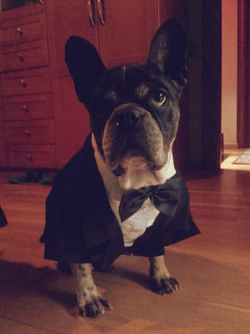 Boda con mascota - 1