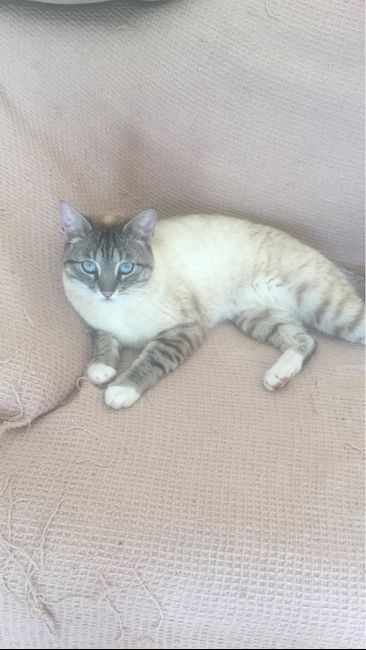 Mi mascota se llama _______ - 1