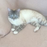 Mi mascota se llama _______ - 1