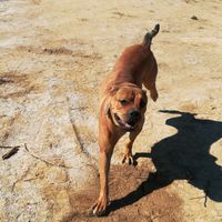 Mi mascota se llama _______ - 2