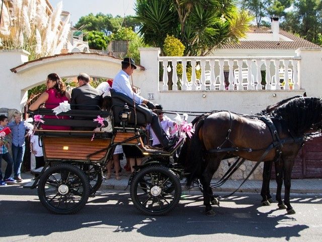 caballos