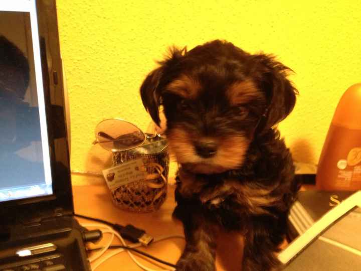 teddy 