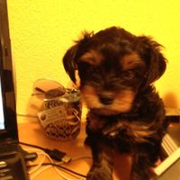 teddy 