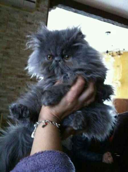 Nuestras mascotas!! - 1