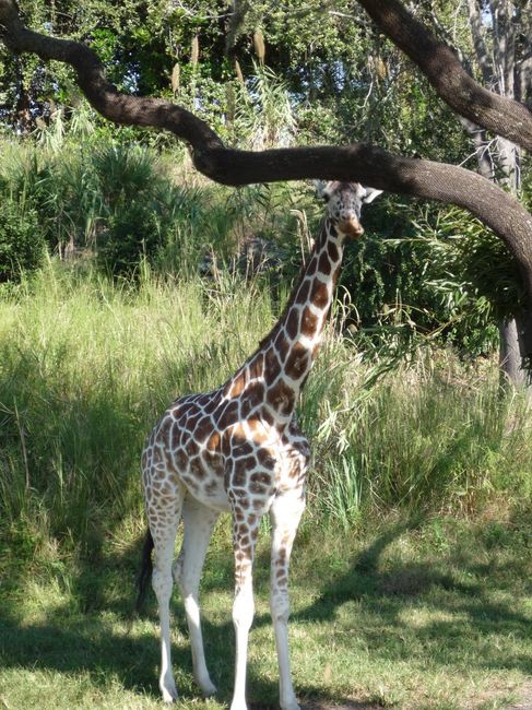 Safari
