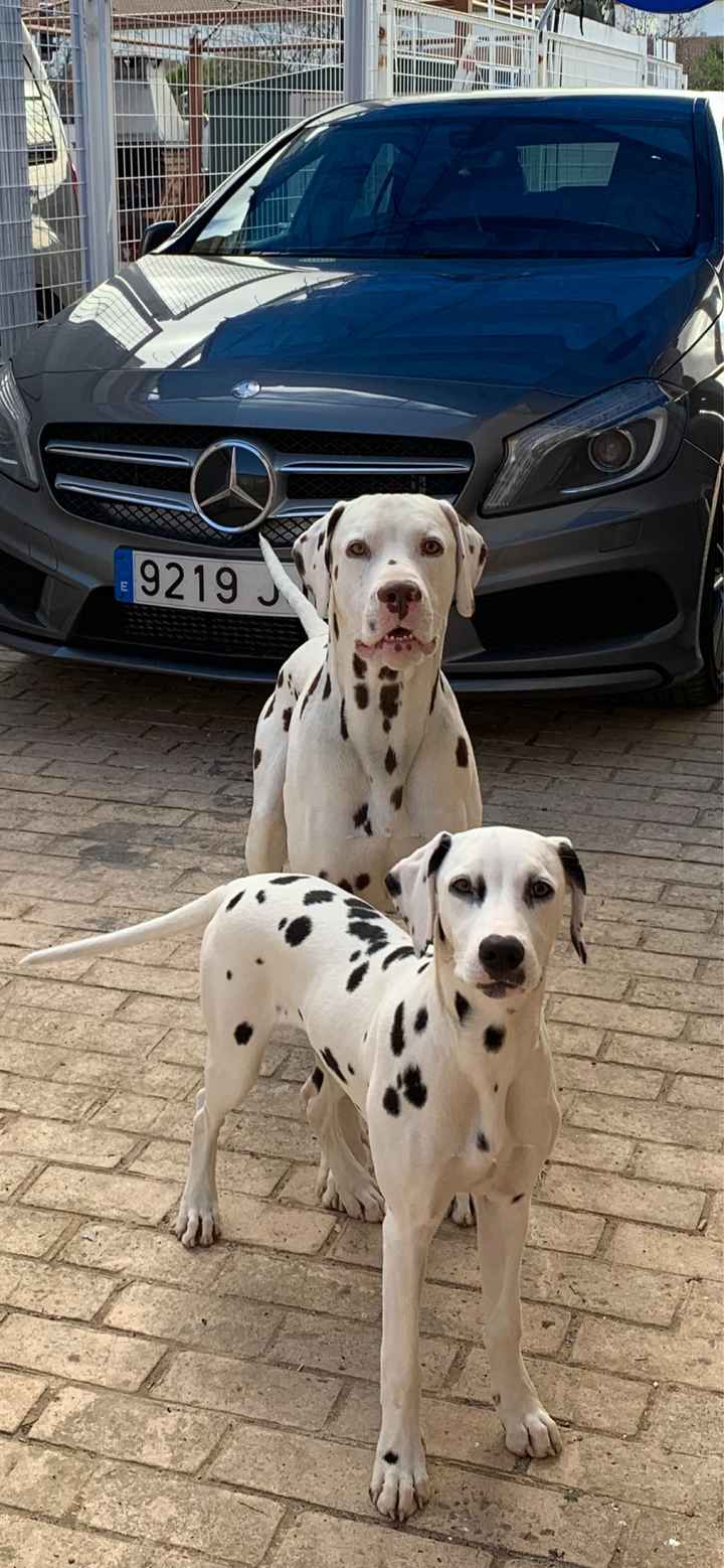 ¿Tenéis una mascota en común? 🐶🐱🐦 - 2