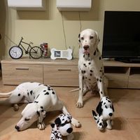 ¿Tenéis una mascota en común? 🐶🐱🐦 - 1