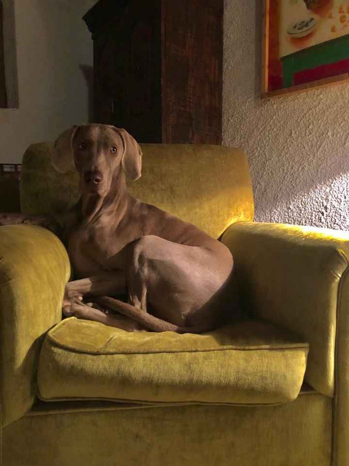 ¿Tenéis una mascota en común? 🐶🐱🐦 - 1