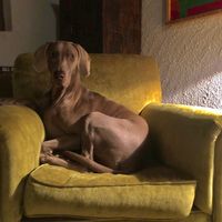 ¿Tenéis una mascota en común? 🐶🐱🐦 - 1