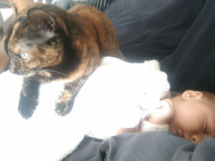 Gato y bebé - 1