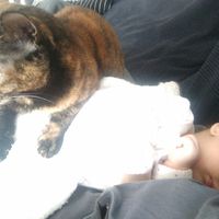 Gato y bebé - 1