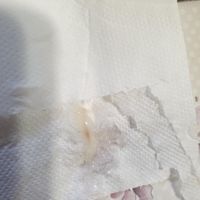 Sangrado después de tacto 39 semanas - 1