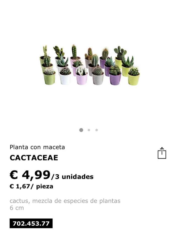Cactus para regalo - 1