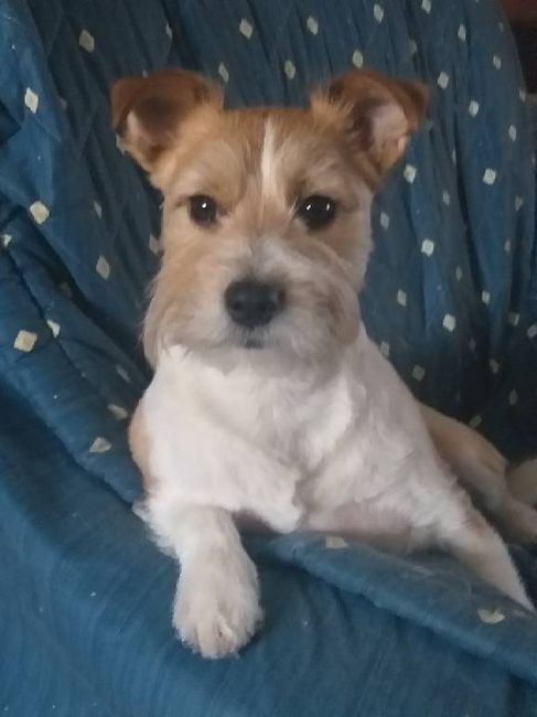 ¿Cuál de estas MASCOTAS te seduce? - 1