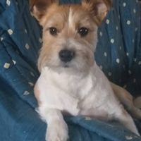 ¿Cuál de estas MASCOTAS te seduce? - 1