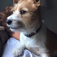 ¿Tener mascota o no? - 1