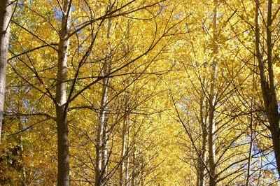 en otoño