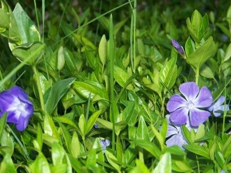 Primavera en Villasandino
