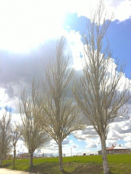Arboles