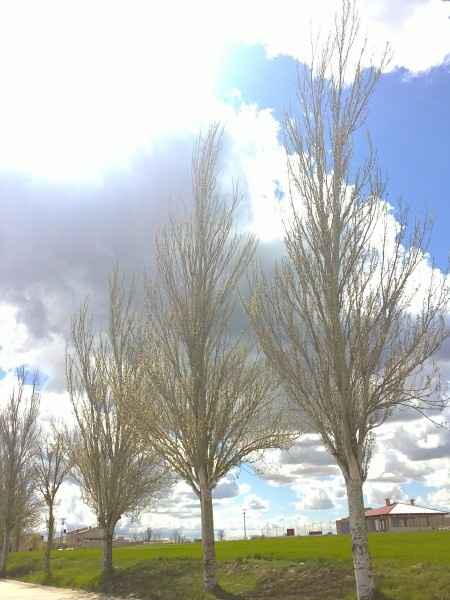 Arboles