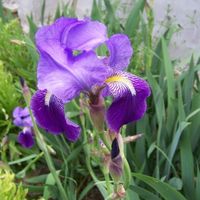 Una Flor