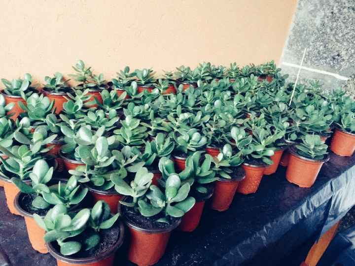 Plantas suculentas - 1