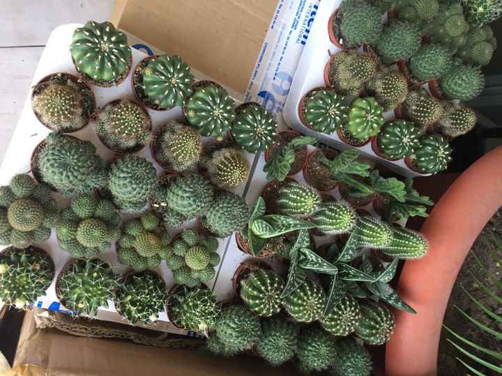 Cactus con rafia o tarrito - 1