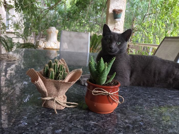 Cactus con rafia o tarrito - 2