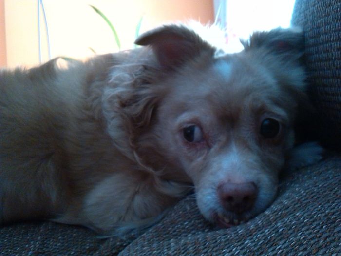 Nuestras mascotas!! - 1