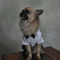 Nuestras mascotas!! - 1