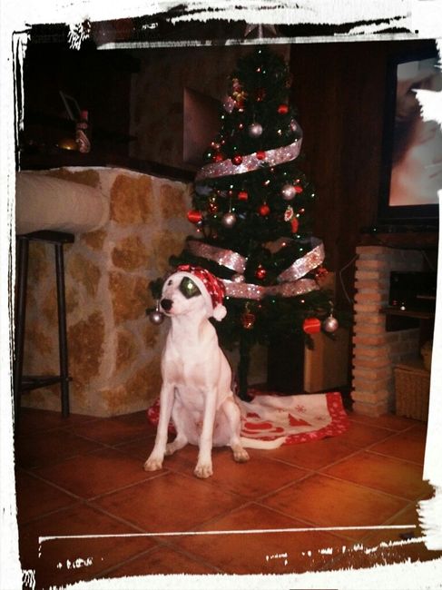 Fotos con perros - 1