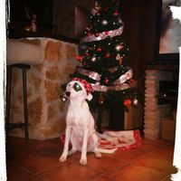 Fotos con perros - 1