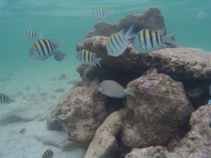 Riviera maya agosto 2016 - 3