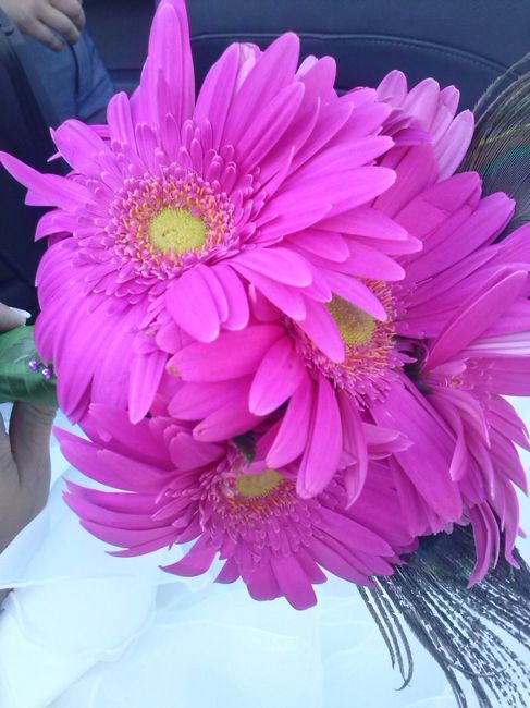 gerberas