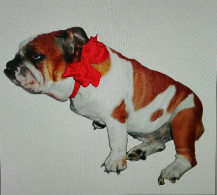 Mascotas de boda - 1