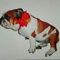 Mascotas de boda - 1