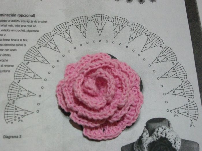 rosa flamenca