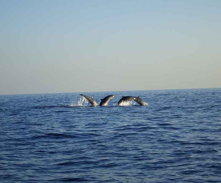 Delfines