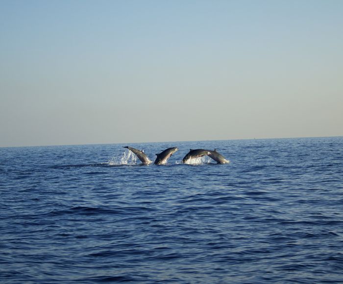 Delfines