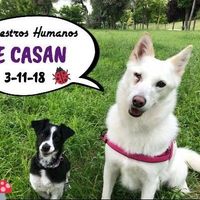 ¿Cómo comunicaste que te casabas? - 1