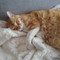 Tizi