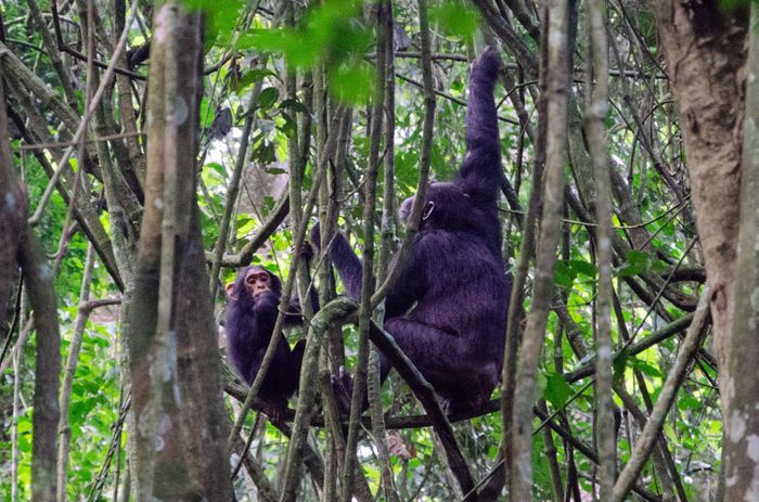 Pack de Experiencias Disfruta Uganda 1