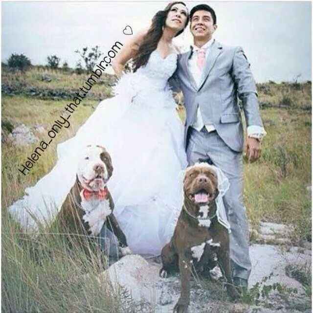 15 perros protagonistas en la boda - 1