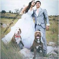 15 perros protagonistas en la boda - 1