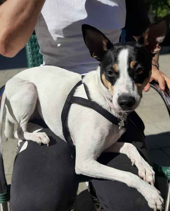 ¿Cuántos peluditos tenéis? 🐶 - 1