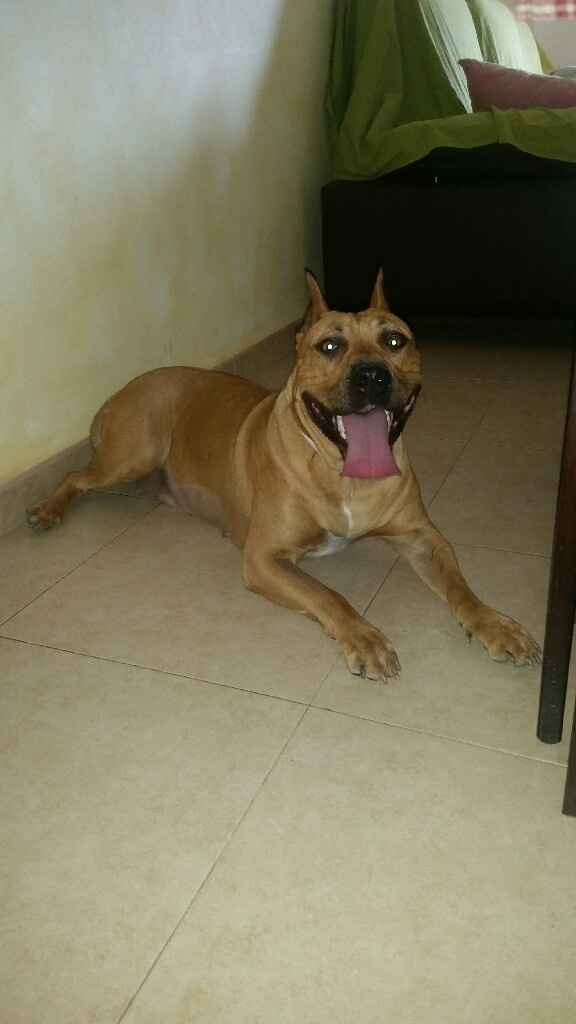 Cojin anillos para perros - 1