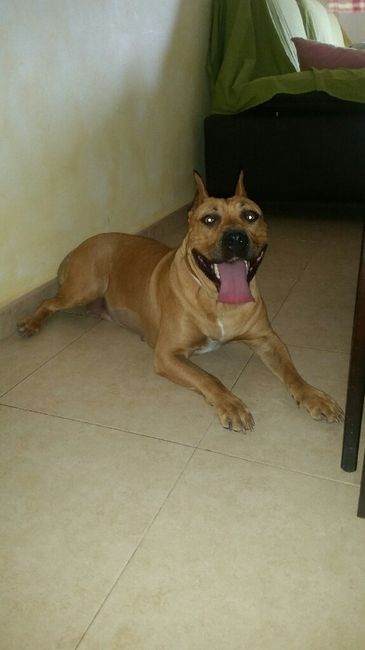 Cojin anillos para perros - 1